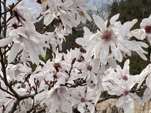 IMG_1634[1]